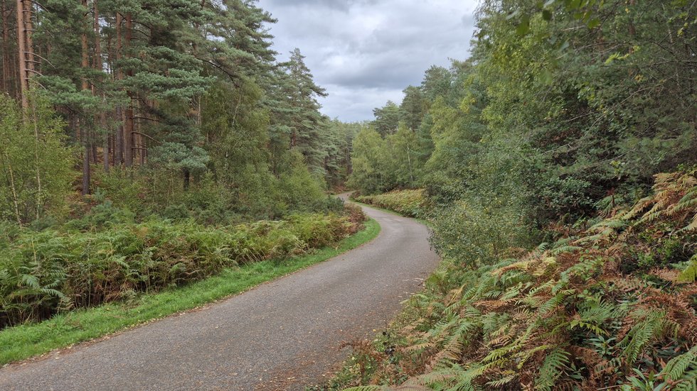 Bourne Wood near Farnham, Surrey, where the Currahee runs in Band of Brothers were filmed