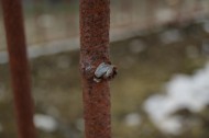 Cauquigny Church bullet in railings closeup