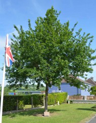 Dozulé Commandos Memorial Oak tree
